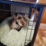 BF982GW03G1 Dog Crate photo review