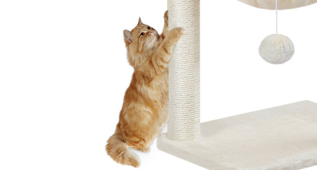 túr crann cat