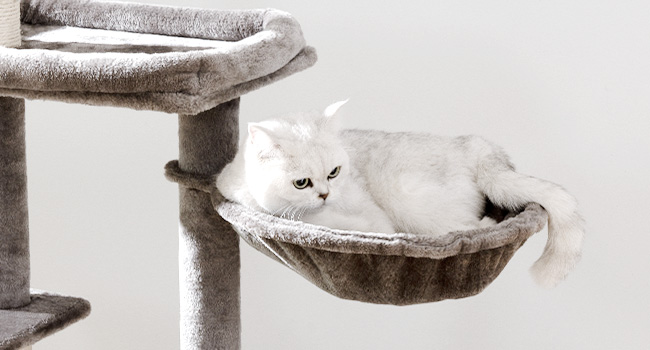 cute cat hammock