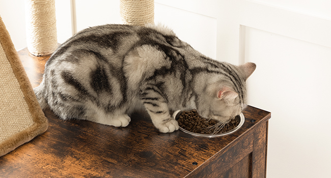 wooden cat washroom with cat tower