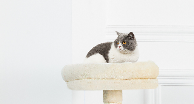 tour d'arbre à chat