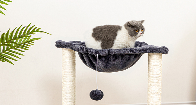 котяче дерево