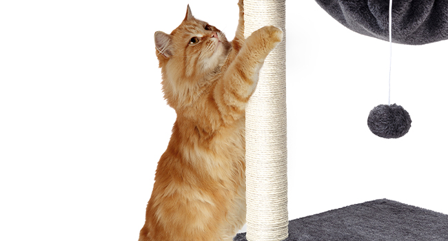 котяче дерево