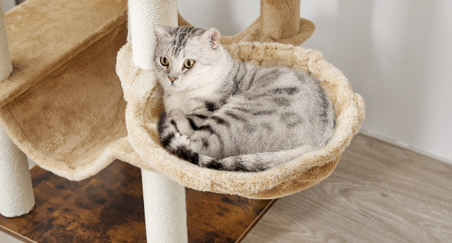 cute cat hammocks