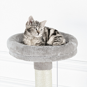 Kedi Ağacı Kulesi ile Çöp Kutusu Muhafazası
